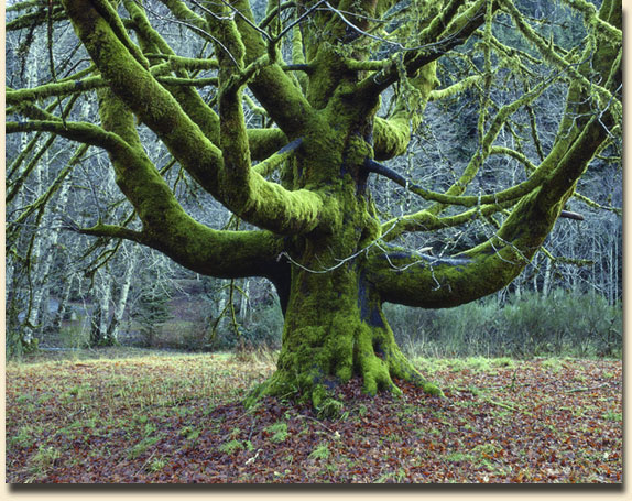 Ancient Maple