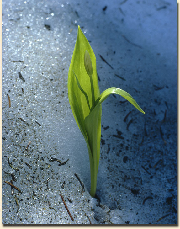 Avalanche Lily