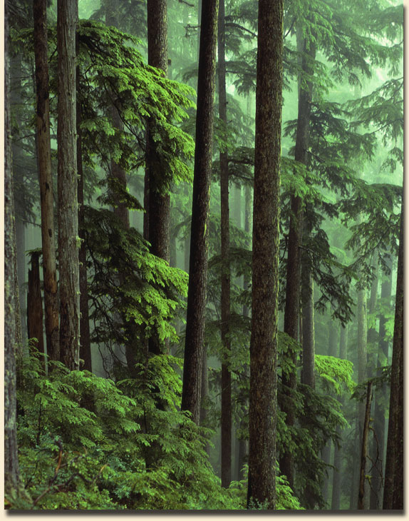 Hemlock Forest