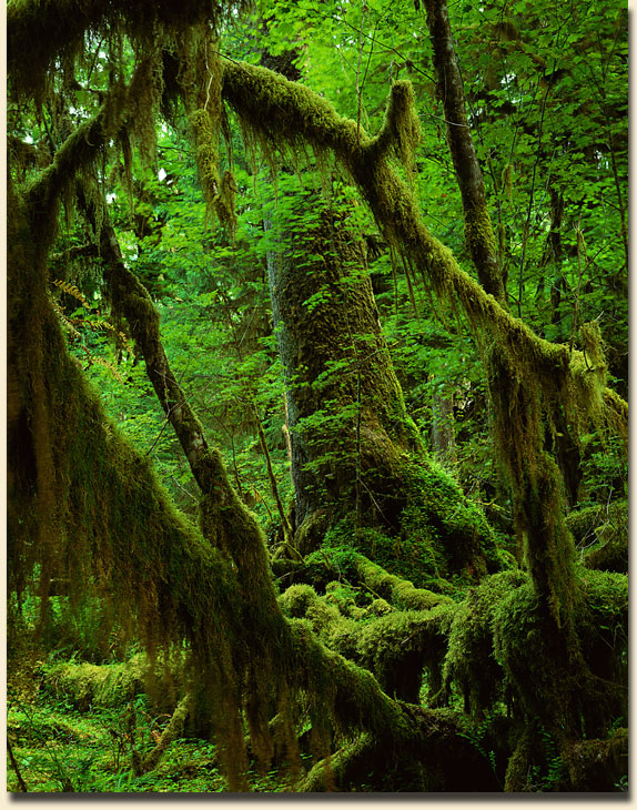 Hoh Rain Forest