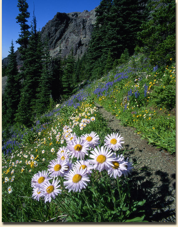 Mount Angeles Meadow