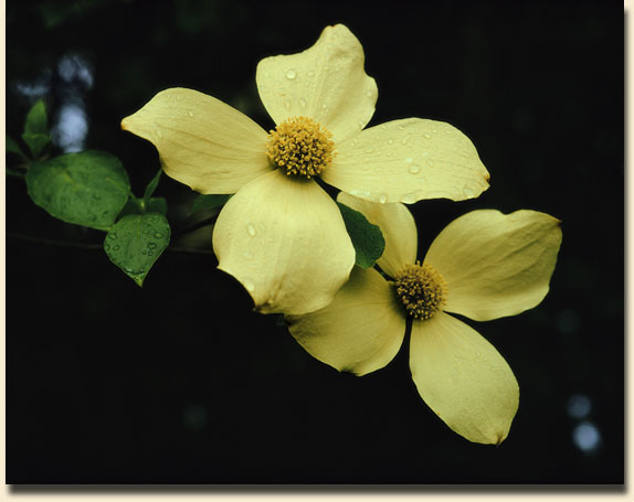 Pacific Dogwood