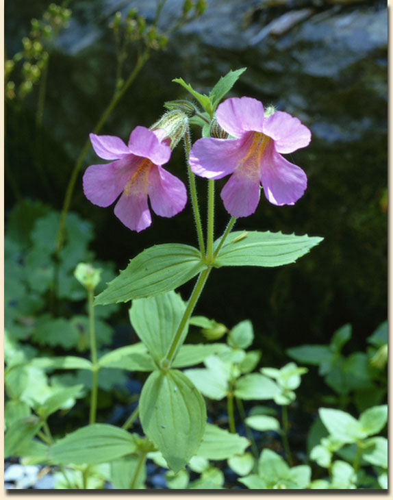 Pink Monkey Flower