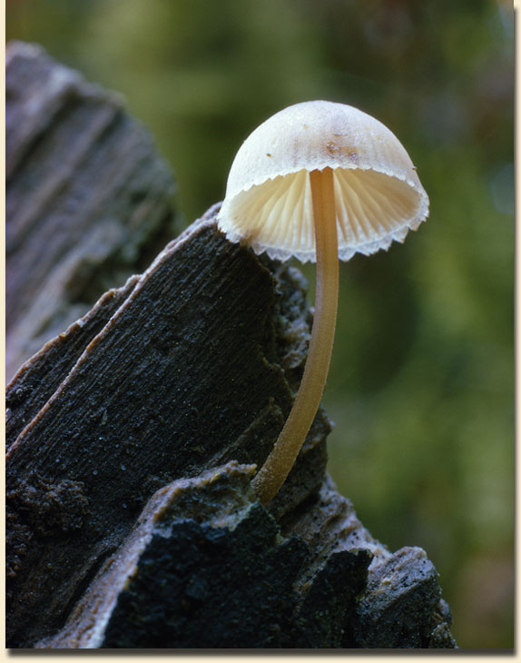Rain Forest Mushroom