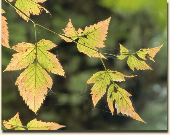 Salmonberry Leaves