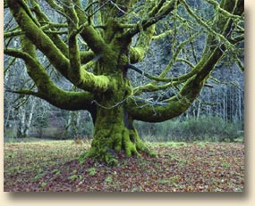 Ancient Maple