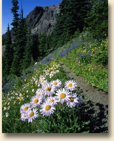 Mount Angeles Meadow
