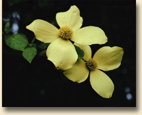 Pacific Dogwood