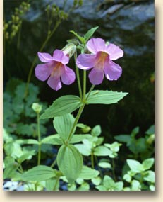 Pink Monkey Flower