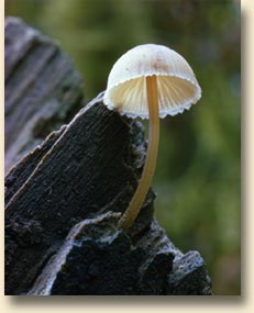 Rain Forest Mushroom
