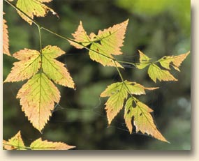 Salmonberry Leaves