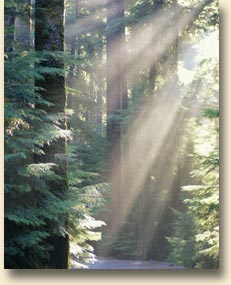 Sol Duc Sun Rays