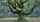 Ancient Maple