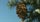 Douglas-Fir Cones