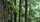 Hemlock Forest