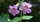 Pink Monkey Flower