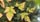 Salmonberry Leaves