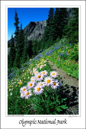 Mount Angeles Meadow