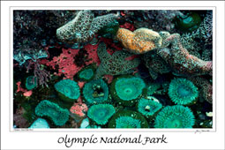 Olympic Coast Tide Pool