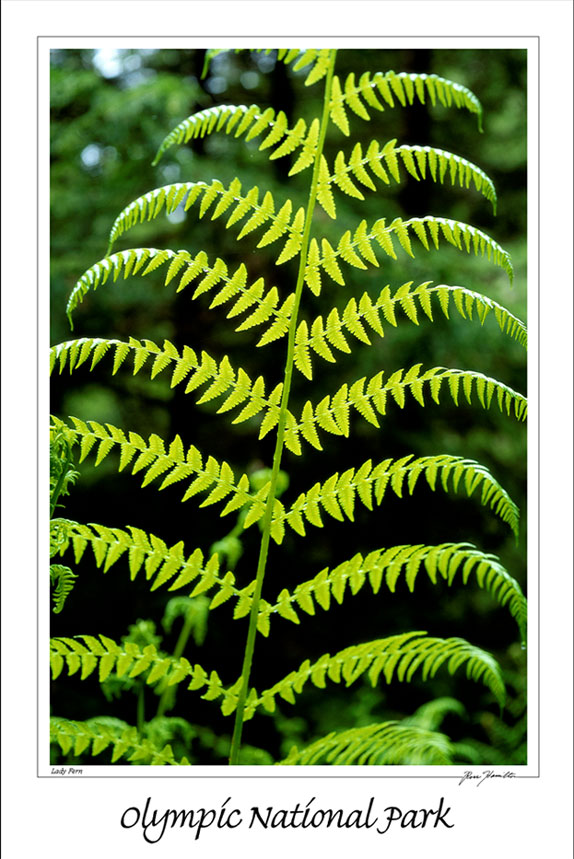 Lady Fern 12x18 Poster