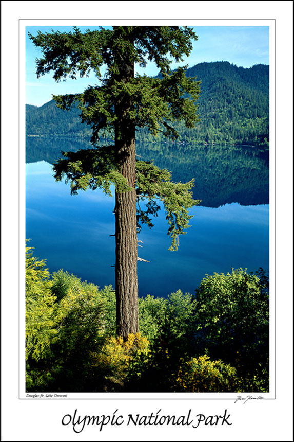 Lake Crescent Douglas-Fir 12x18 Poster