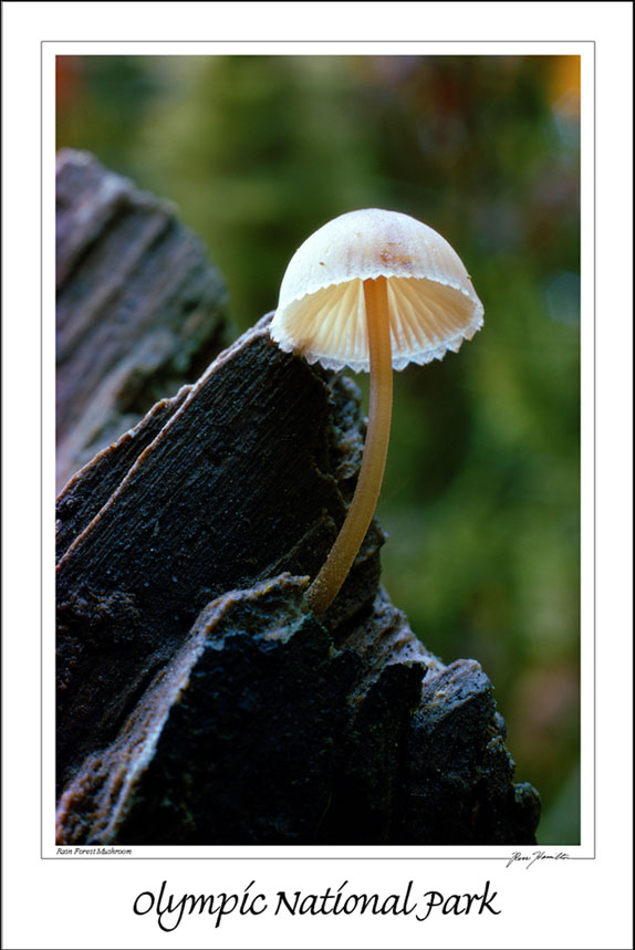 Mushroom 12x18 Poster
