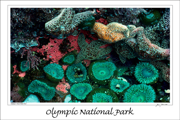 Olympic Coast Tide Pool 12x18 Poster