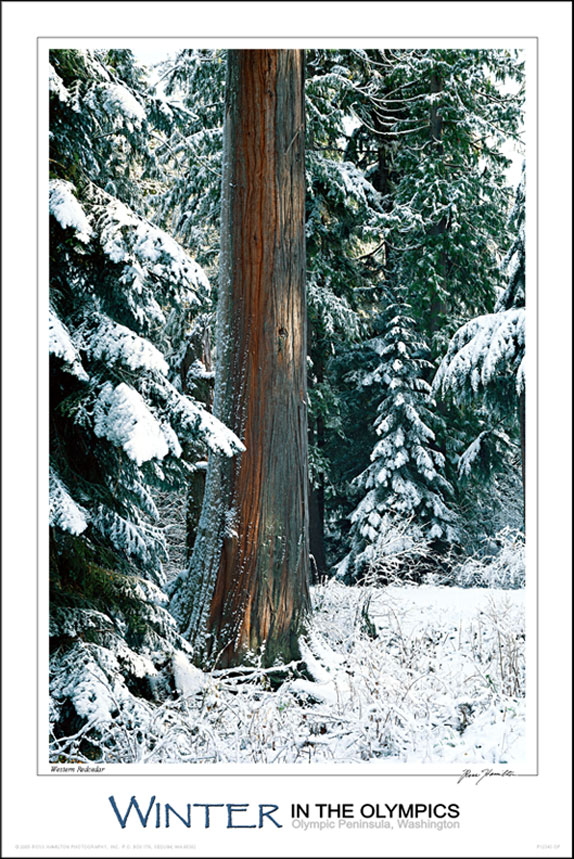 The Seasons, Winter 12x18 Poster