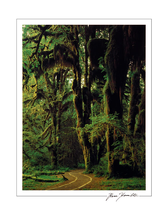 Hoh Rainforest 11x14 Poster